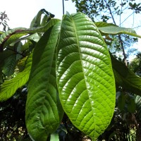 Uvaria semecarpifolia Hook.f. & Thomson